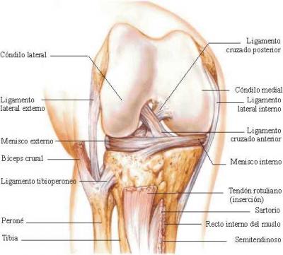 La articulacion que con mayor frecuencia sufre lesiones